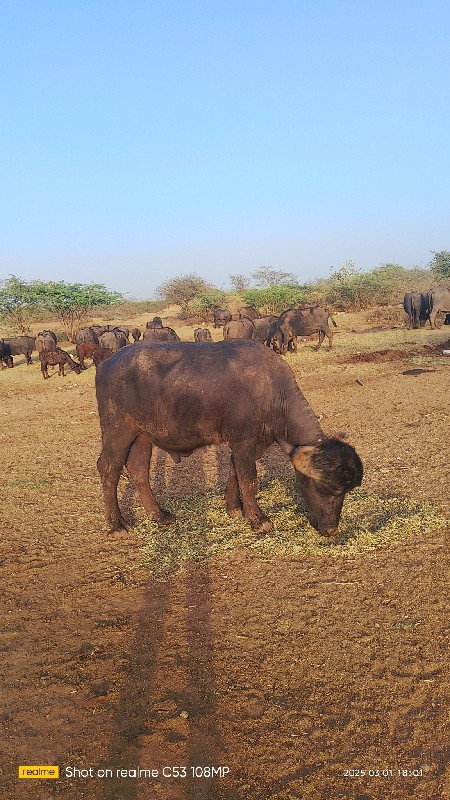 આ પાડો વેચવાનો...