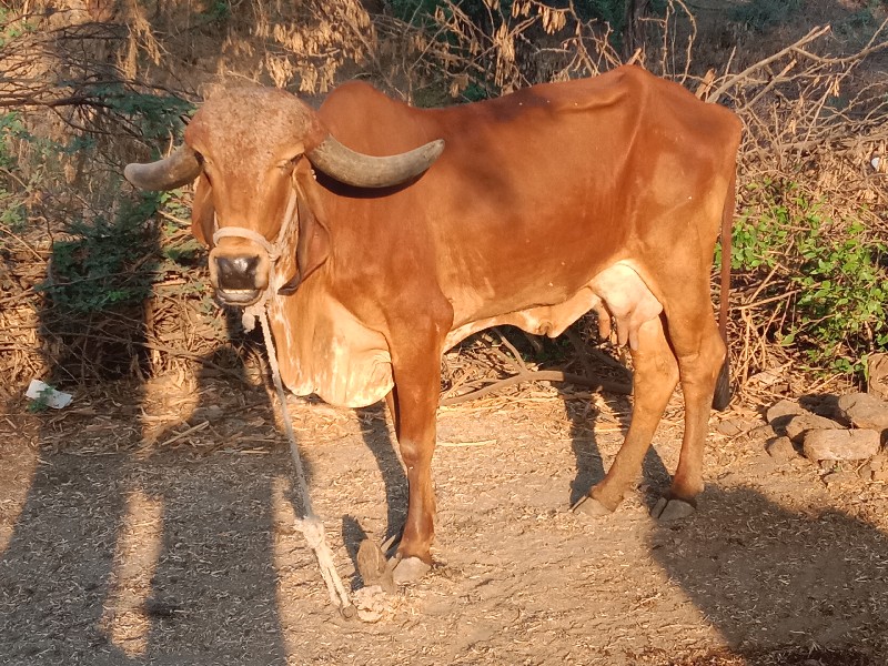 બીજું વૈતાર એક...