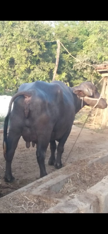 આ ખડેલી વહેંચવા...