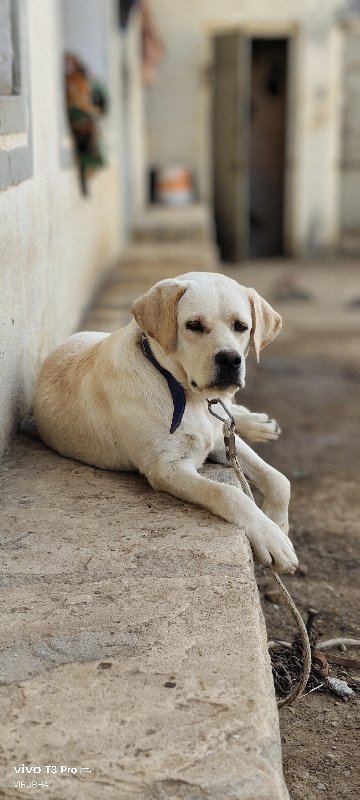 લેબરાડોર મેલ