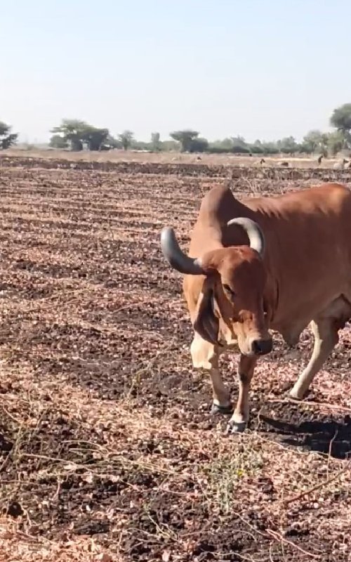 ગાય વેસવાની છે