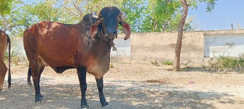 ગાય વેસવાની સે