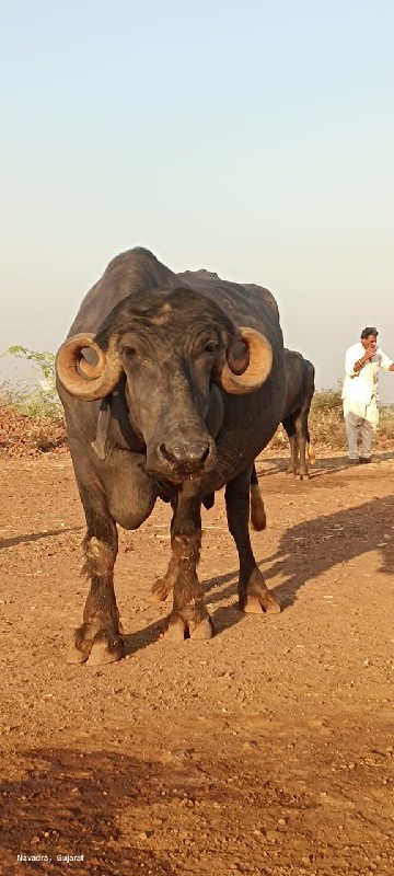 ભેંસ વેચવાની છે...