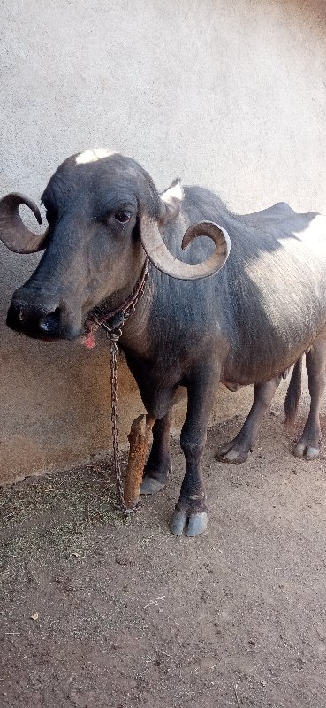 ભેસ વેચવાની છે