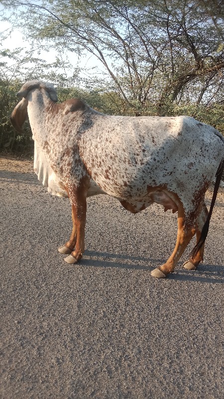 ગીર ગાય