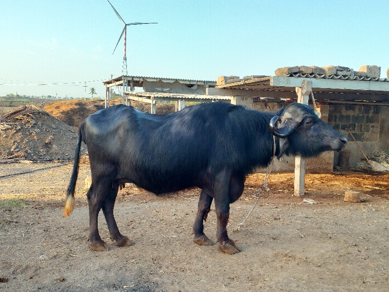 2વેતર ભેંશ