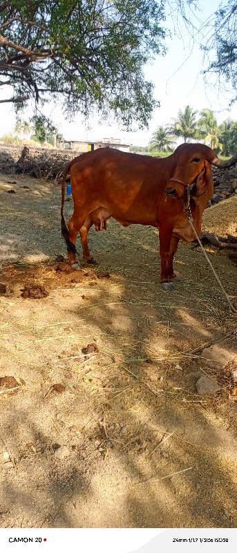 ગાય વેચવા ની છે