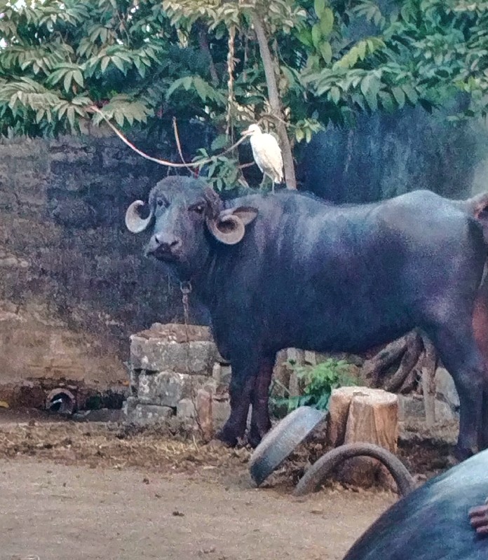 આખડેલી વેચવાની...