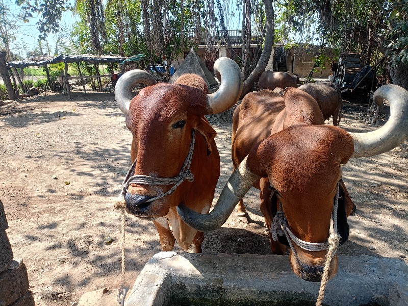 બળદ .