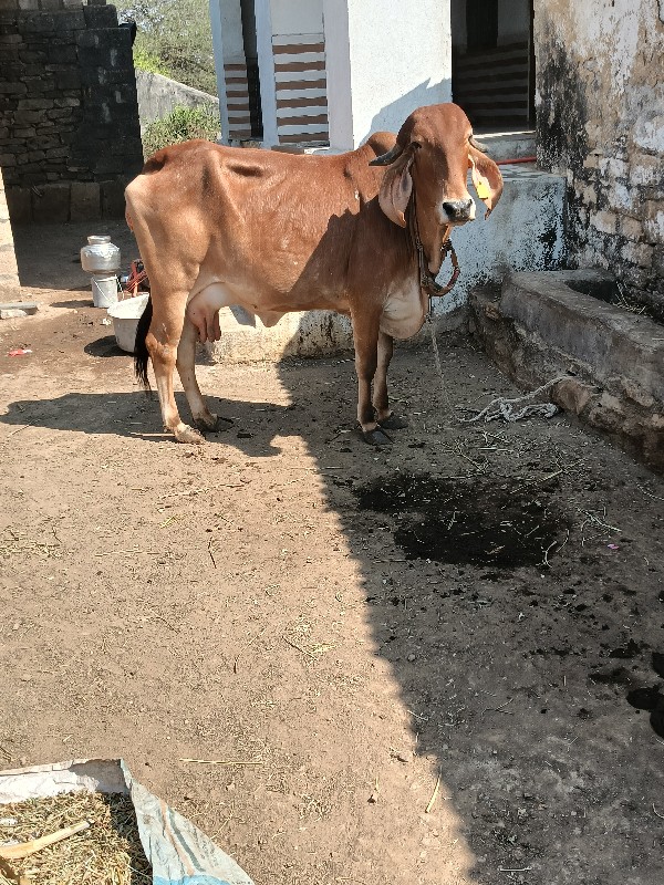 ગીર ગાય