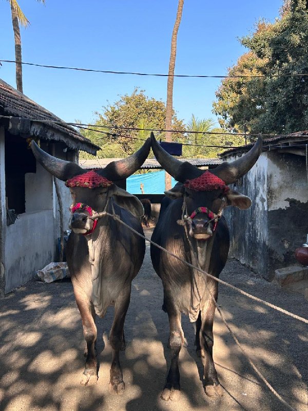 ગોધલા વેચવાના છ...