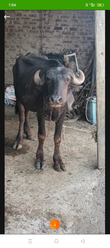 ઓડકી ખડાય દેવાન...