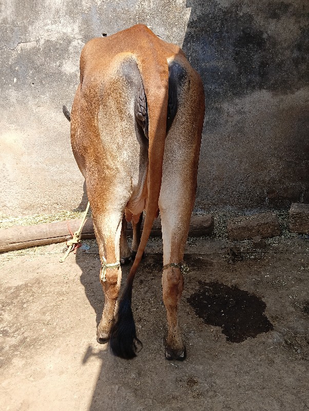 હોડકિ વેચવાની છ...