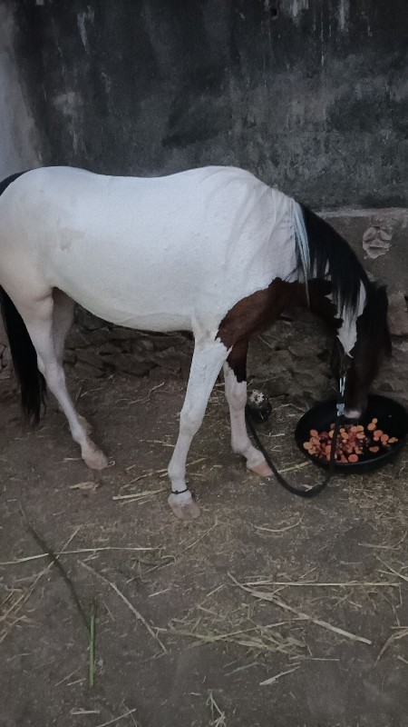 આ વસેલી વેસવાની...