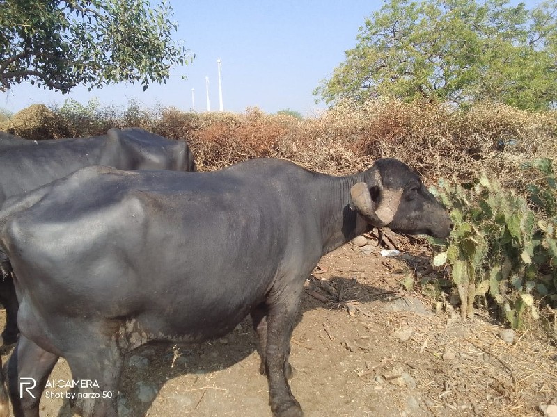 વાણલ