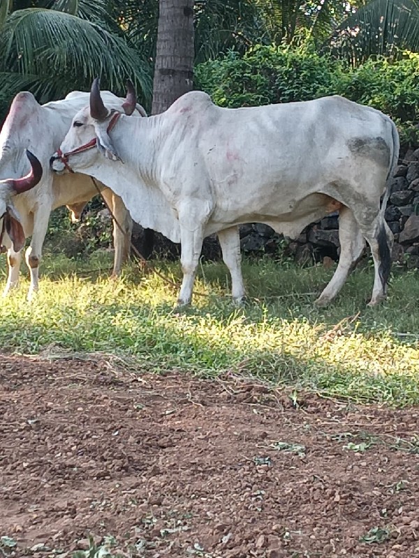 હરદાસ વરજાંગ ચા...