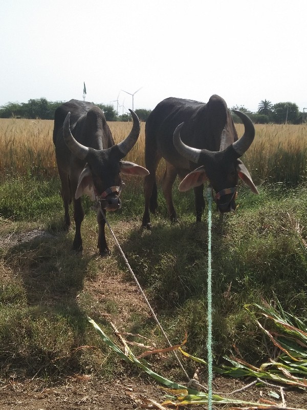 ફુલ જવાબદારી દે...