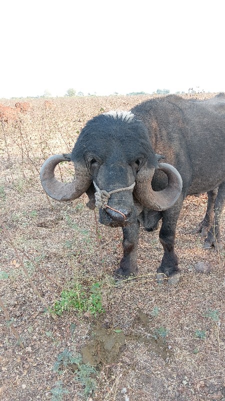 પાડૉ વેચવાનો છે