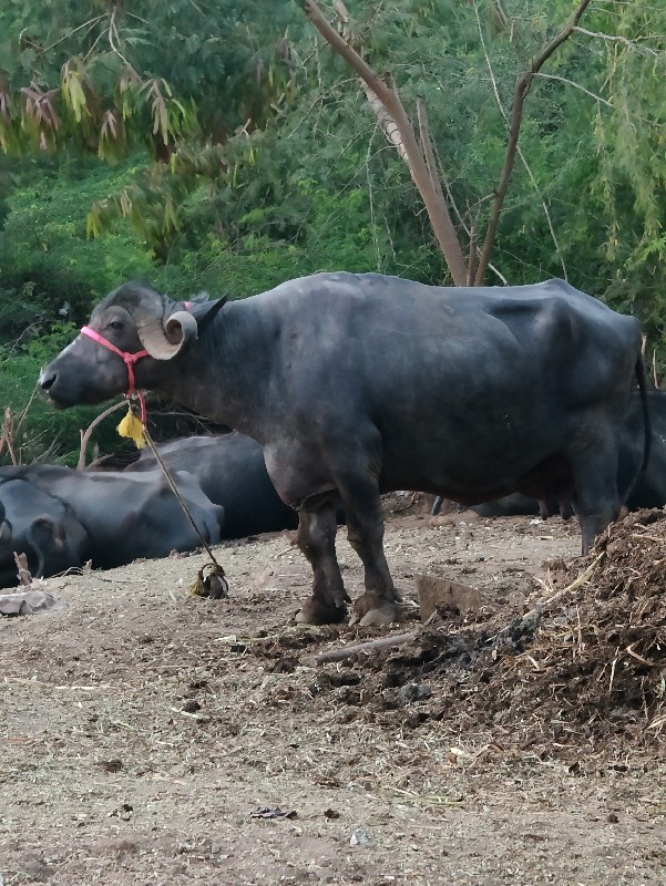 ૨ ભેસ તાજી વિયા...