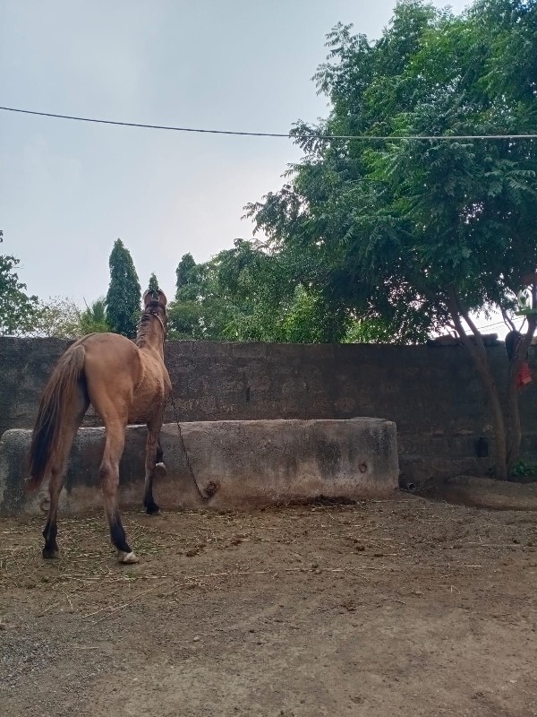 કાઠિયાવાડી વસેર...