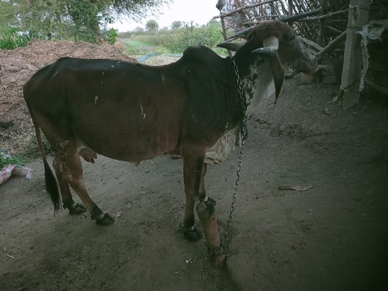 દેશી ગાય વેસવાન...