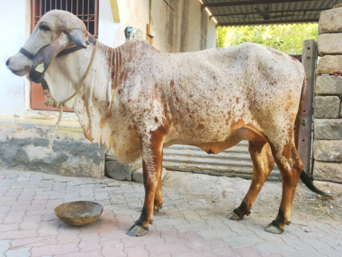 ગીર ગાય વેચવાની...