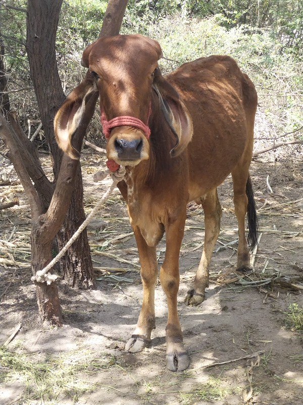 વાછડી વેચવાની છ...