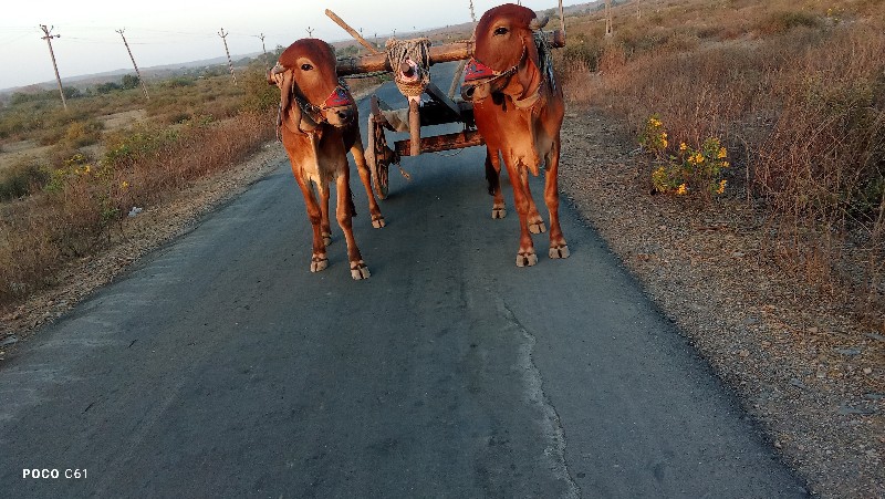 ગોઢલા. વેચવાના