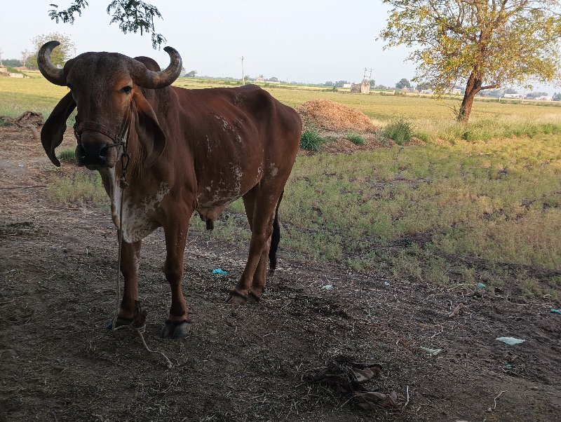 બલદ બેસવાનો સે