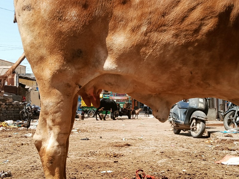 ૧ વેતર લંબાઈ ઊં...