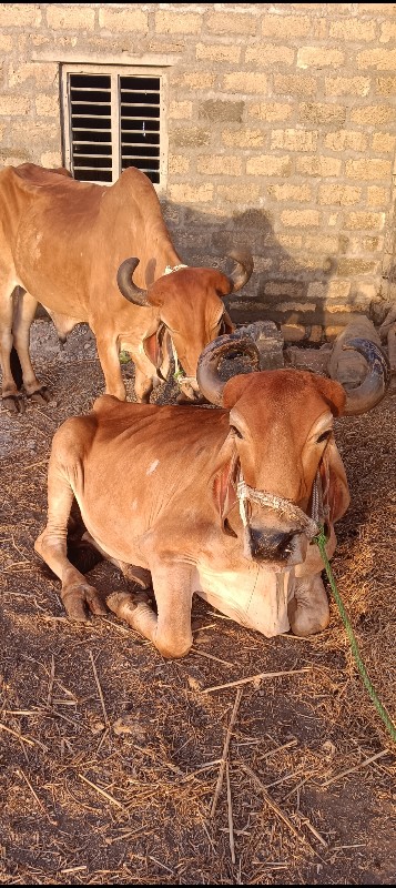 બળદ વેચાવ છે