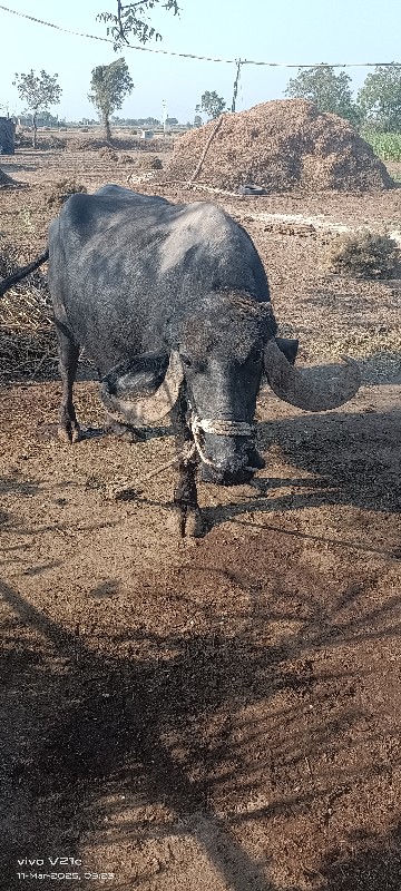 ફૂલ જવાબ દારી હ...