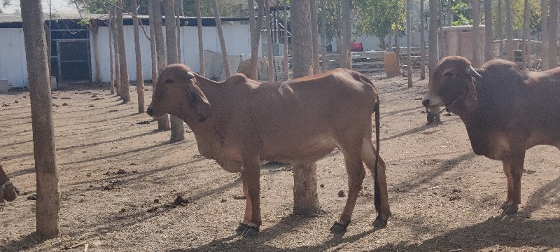 ગાય વેચવાની છે