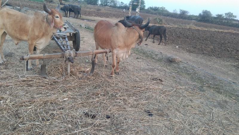કૃપા