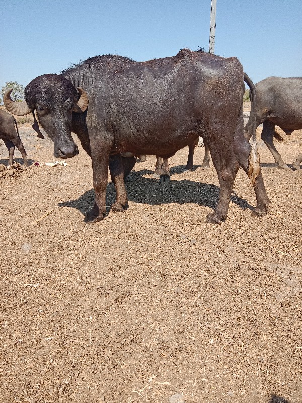 ખડેલી‌ વેશવાની‌...