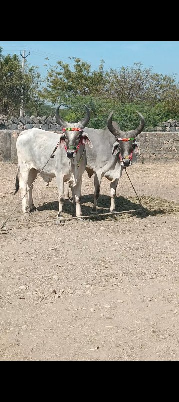 બળદ વેચવાના છે