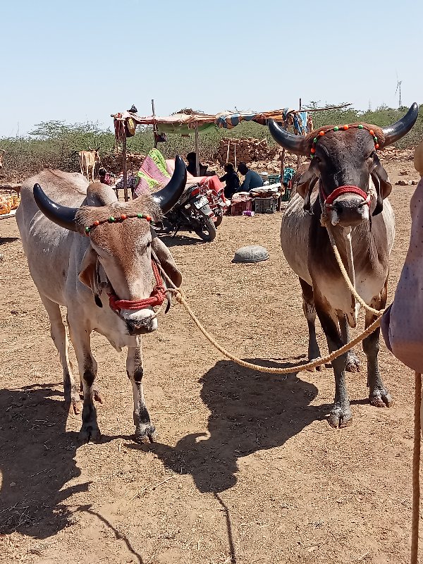 ગોંડલા વેશવાનાછ...