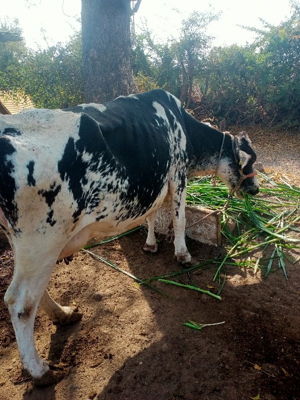 ગાયવેસવાનિછે