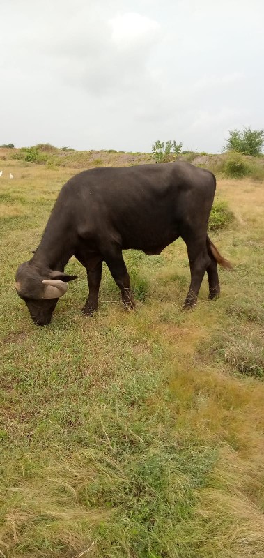 પાડો વેચવાનો છે