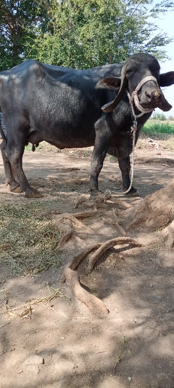 બે ભેસુ વેચવાની...