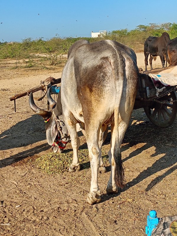 એક વાવણી કરેલ જ...