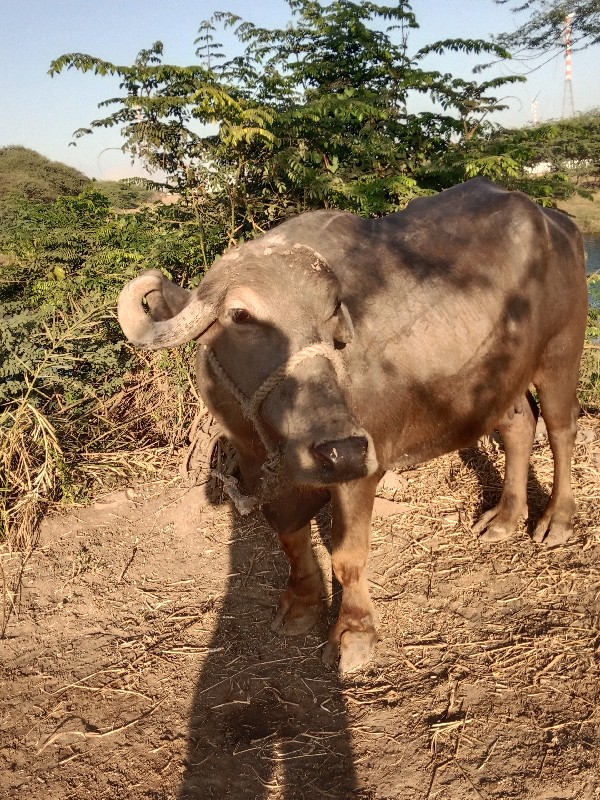 વેચવાની