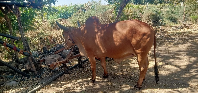 બળદ  વેચવાનો  છ...