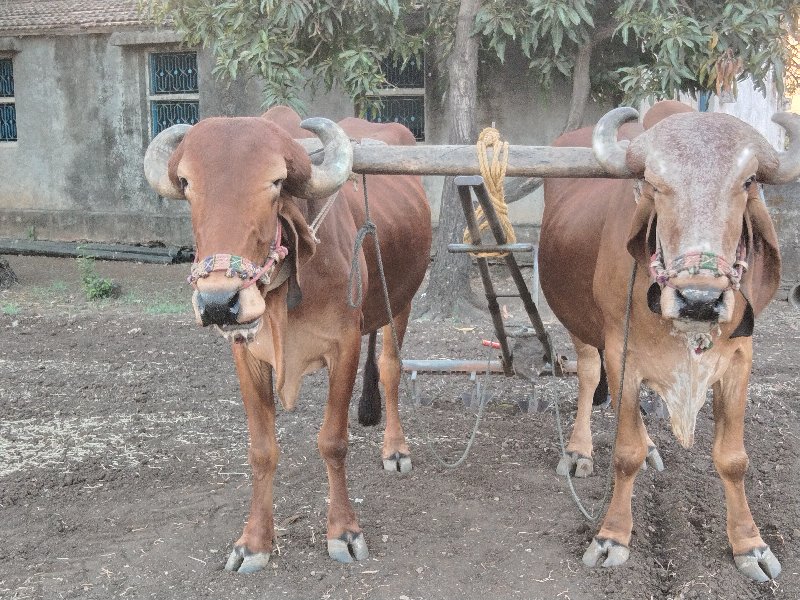 બળદ વેચવાના છે