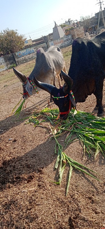 દેવીપુજક લે વેચ