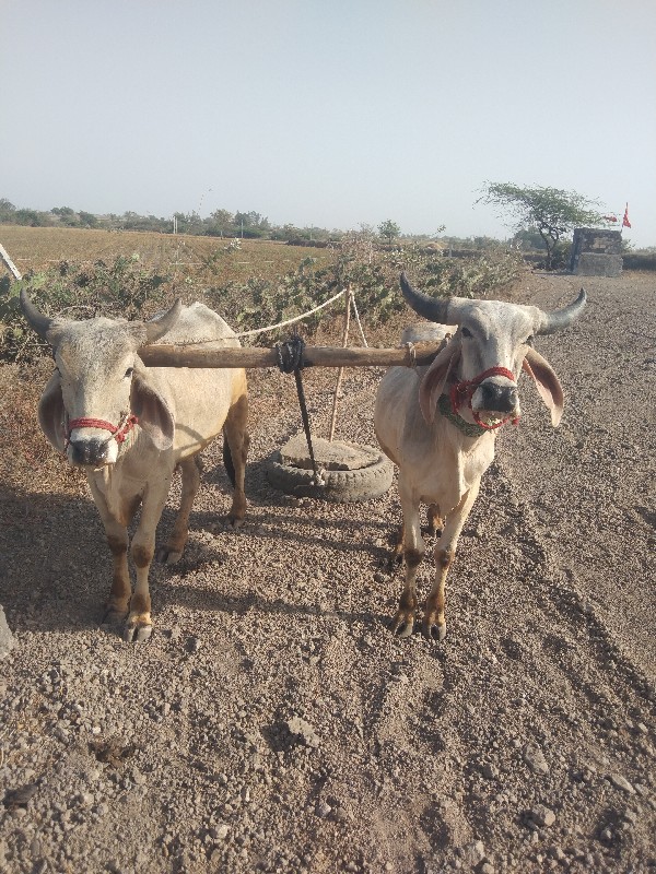 ગોધલા વેચવાના છ...