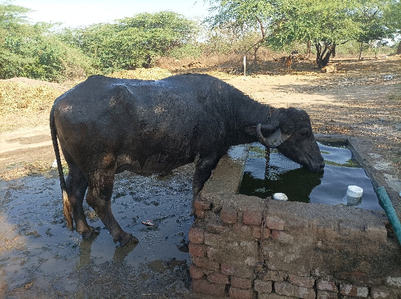 ભેસ વેચવાની છે...