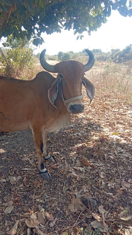 ગીર ગાય વેચવાની...