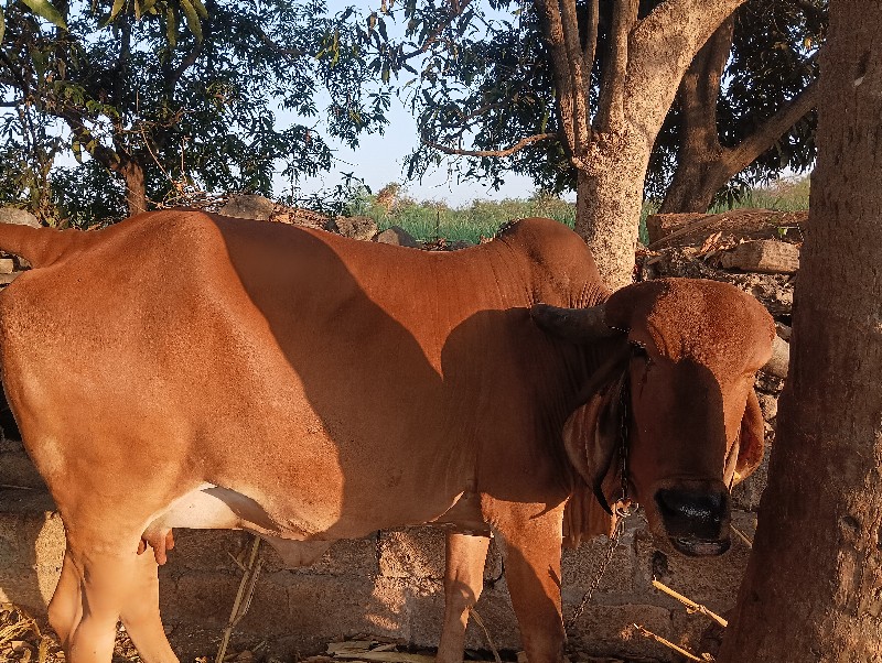 ત્રીજુ વેતર પાં...