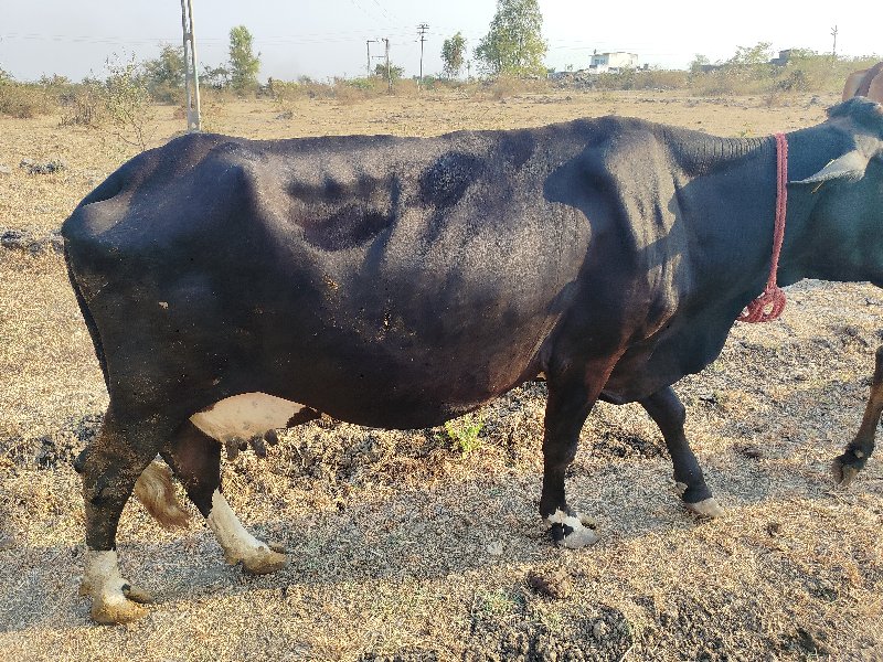 HF ગાય વેચવા ની...